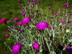 How to Grow Rose Campion (Lychnis coronaria)