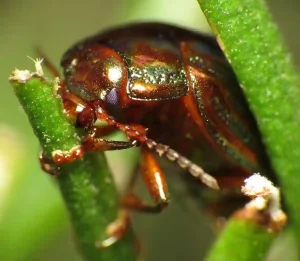 Rosemary Beetle