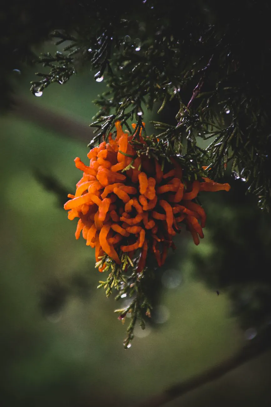 Orange rust fungus erupting on a wet branch