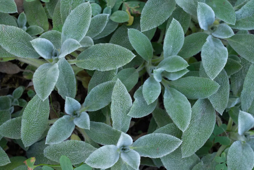 Culinary sage (Salvia officinalis).