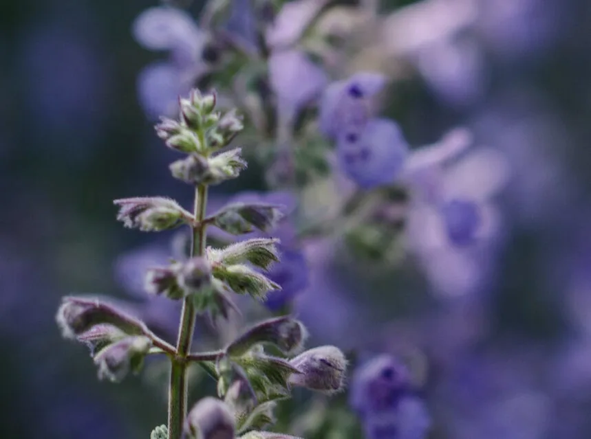 How to Grow Sage (Easy, Drought-Proof & Evergreen)