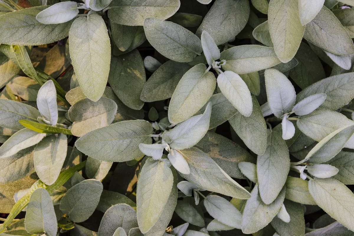 Detailed close-up of fresh sage leaves.