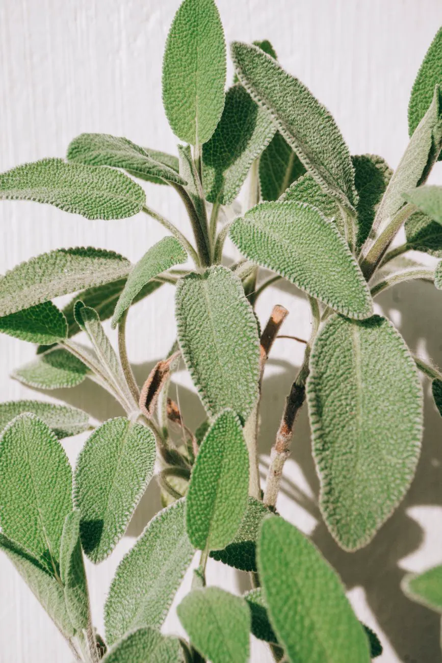 Detailed close-up of green sage leaves.