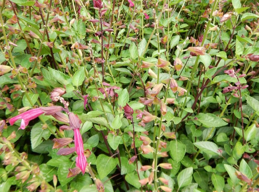 Salvia