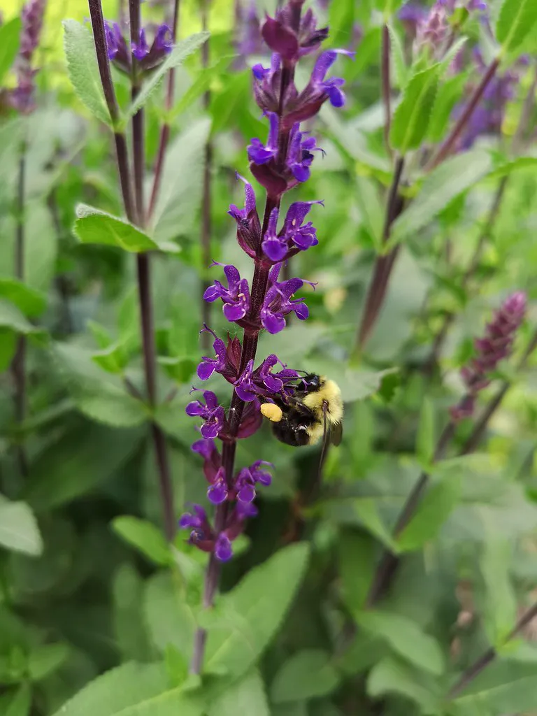 Bumblebee (Bombus sp.) visiting sage (Salvia) flowers.