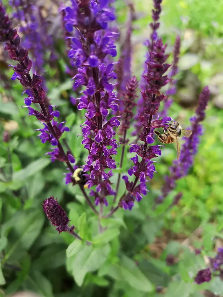 Bumblebee (Bombus sp.) And honeybee (Apis mellifera) visiting sage (Salvia) flowers.