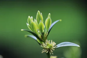 How to Grow Sarcococca