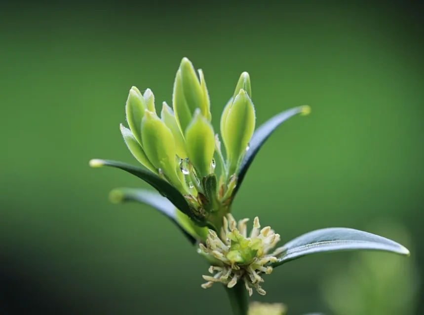 Sarcococca