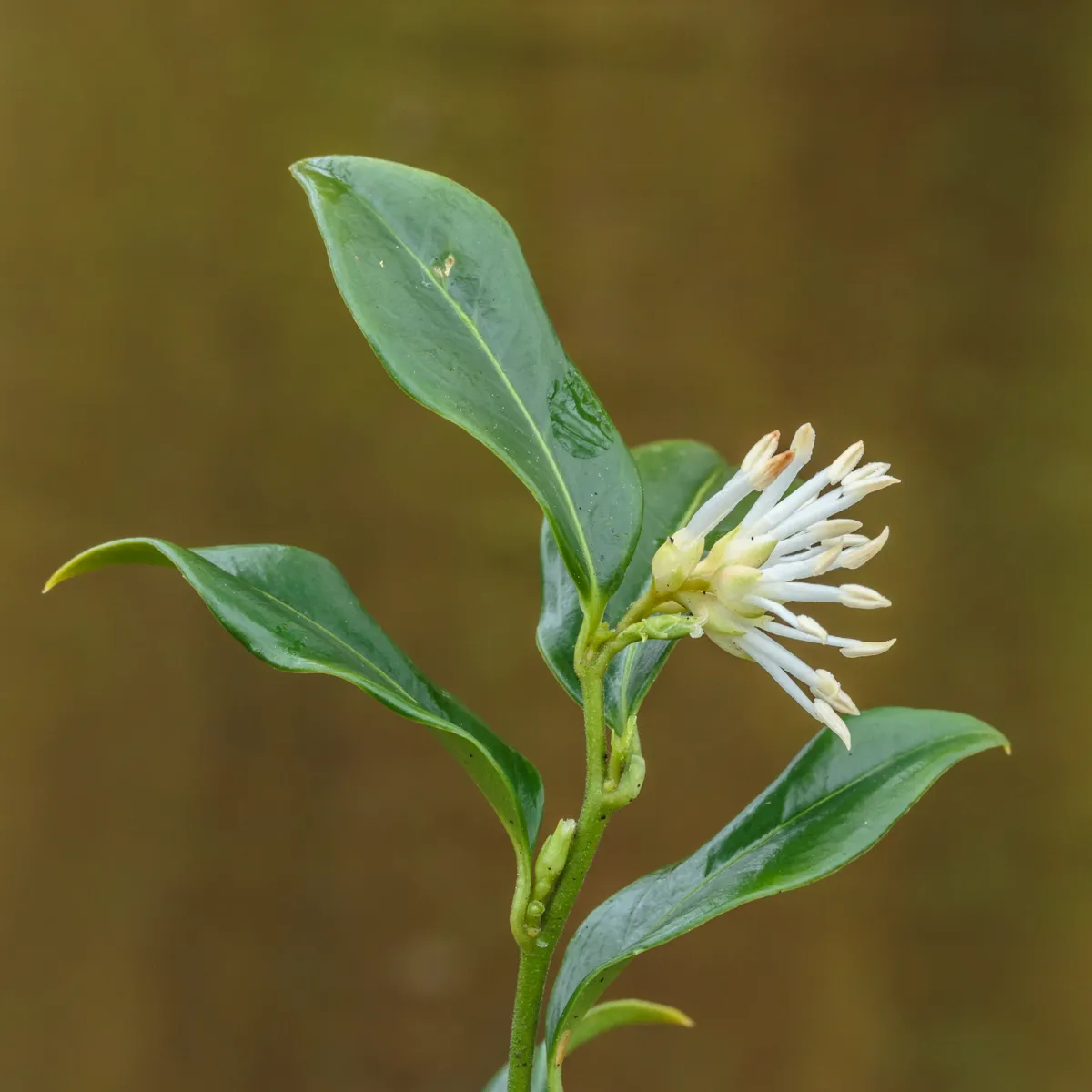 Sarcococca Hookeriana 25 01. (d.j.b).