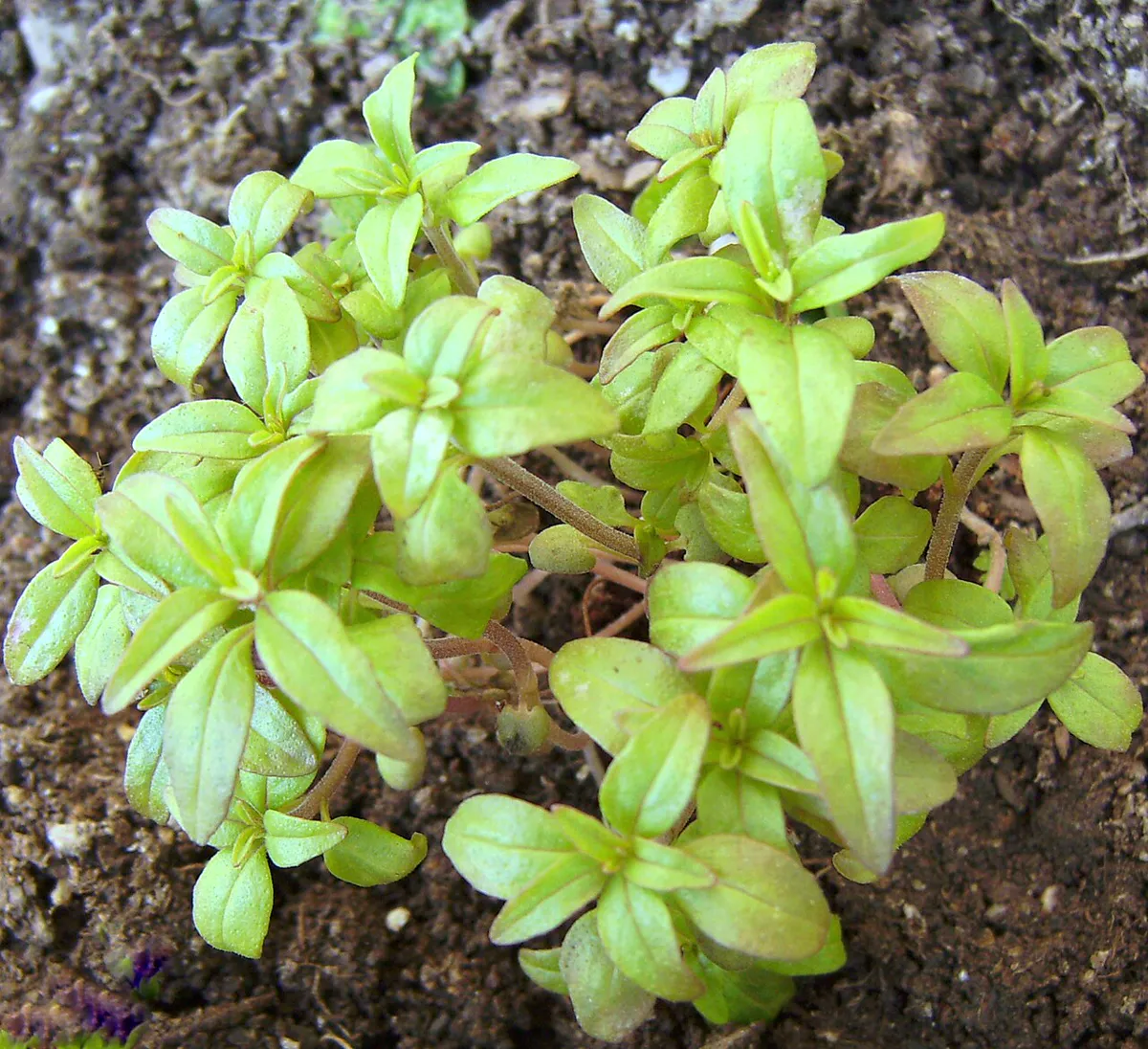 Savory — Satureja.