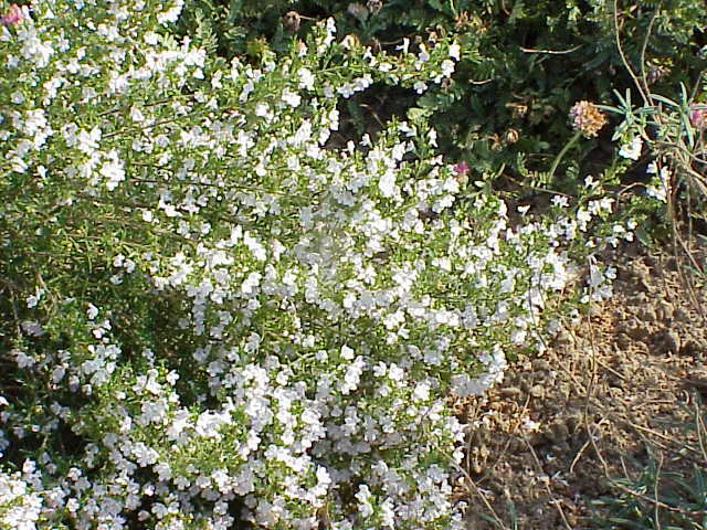 Savory — Satureja.