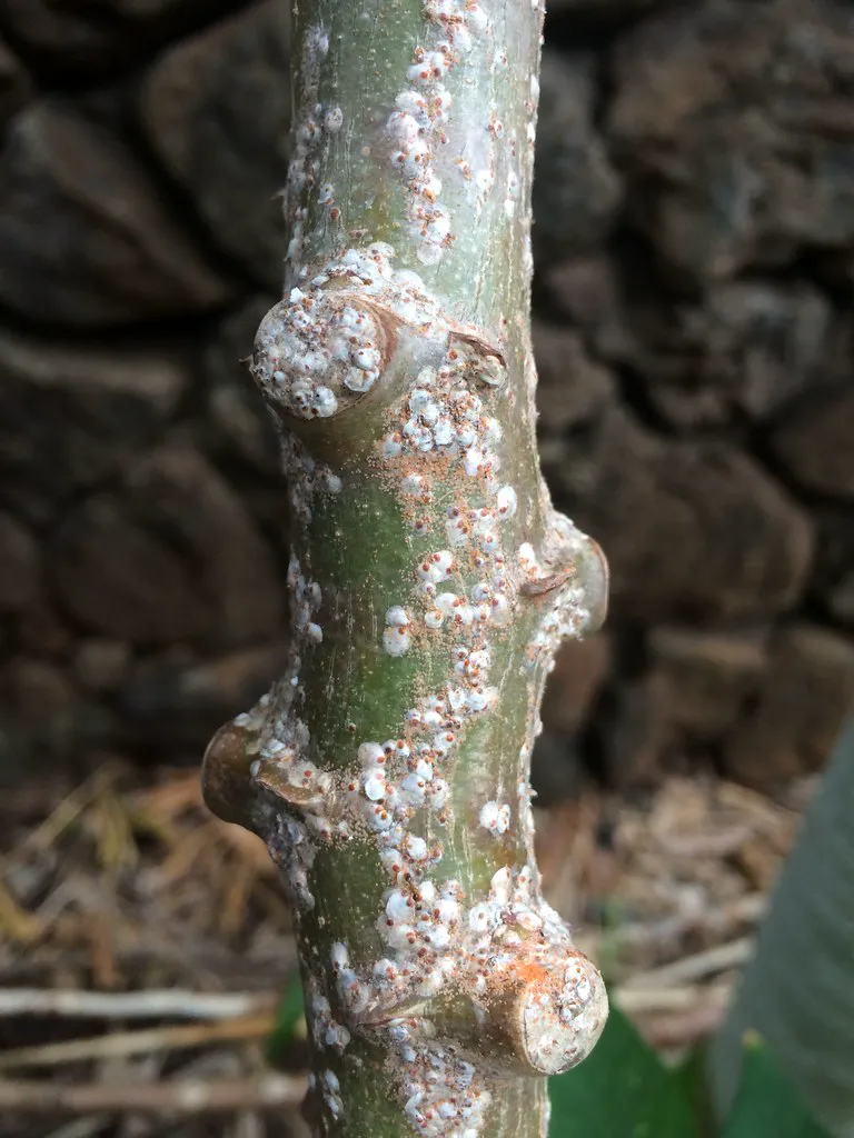 Scale insects on a plant.