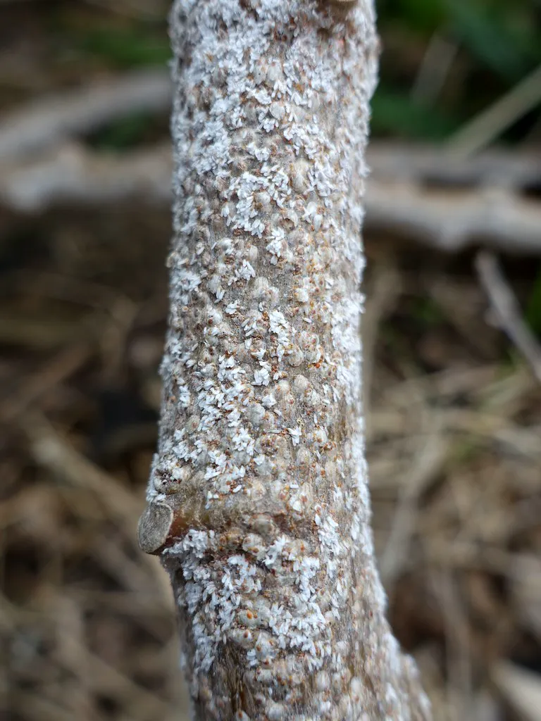 Woody stem crusted with white waxy scale insects