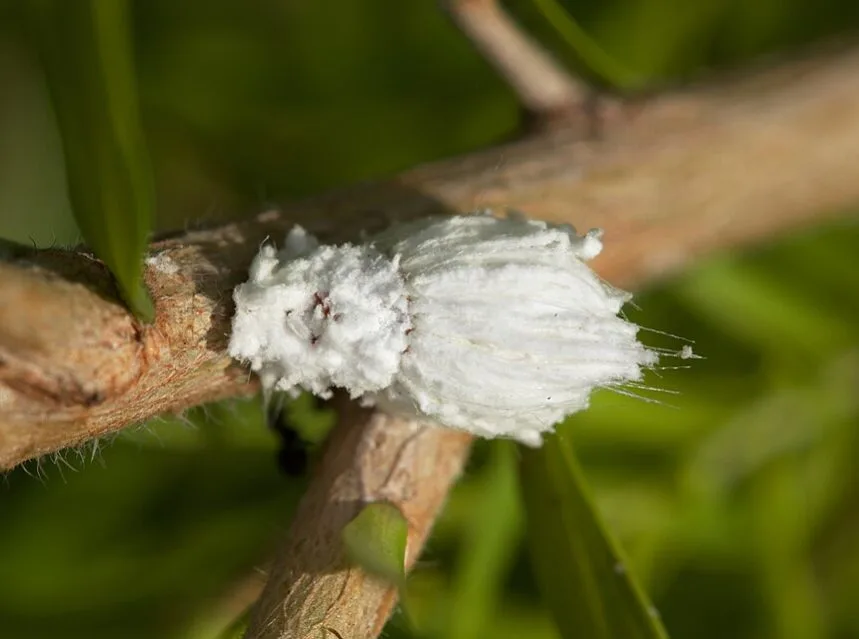 Scale insects on a plant stem