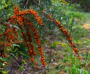 How to Grow Sea Buckthorn