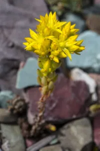 How to Grow Sedum (Stonecrop): Tough, Drought-Proof Succulent