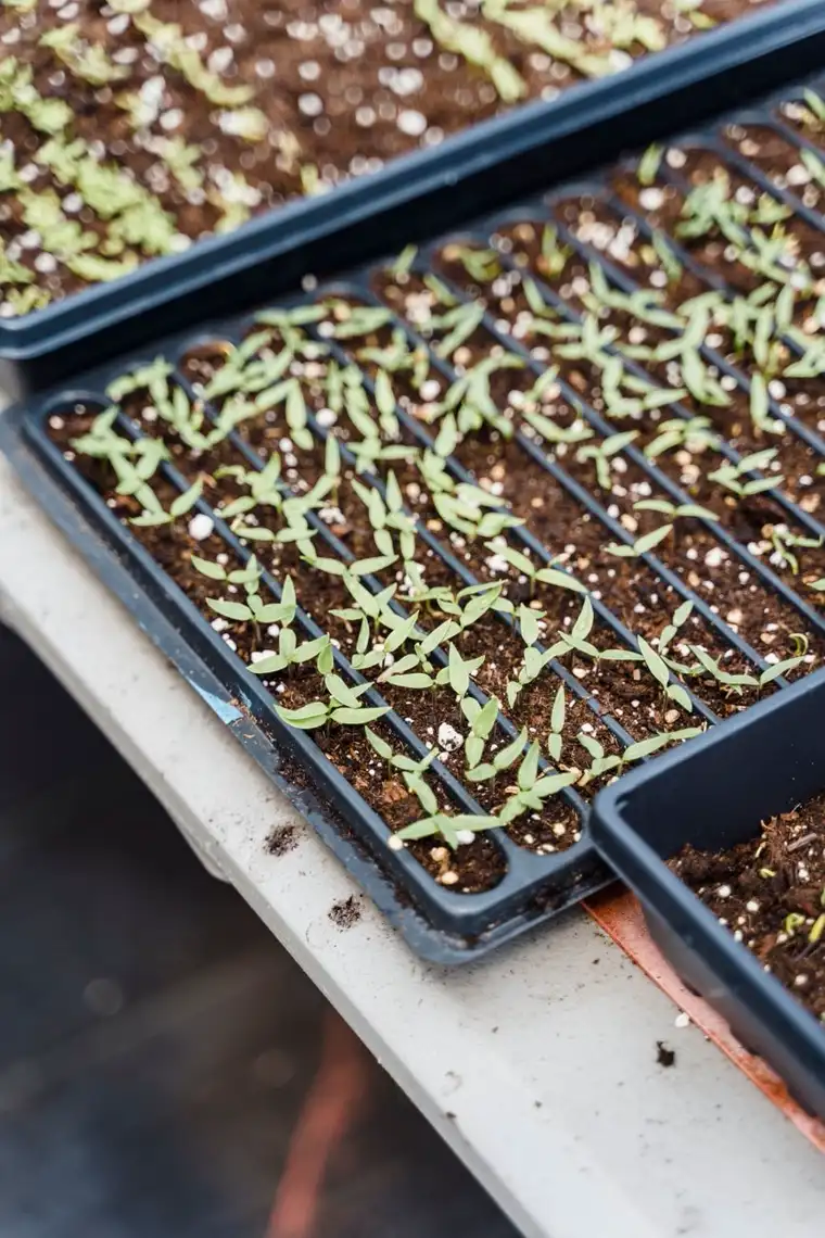 Trays of young seedlings ready for thinning.