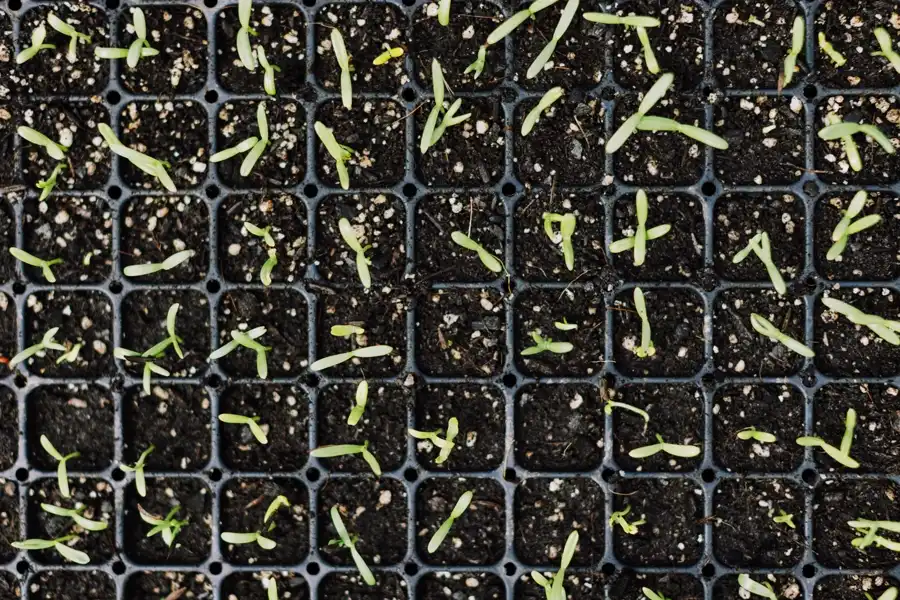 How to start seeds indoors — seedlings sprouting in a module tray after indoor sowing.