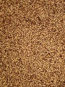 How Long Do Seeds Last? (Seed Storage & Testing Guide)