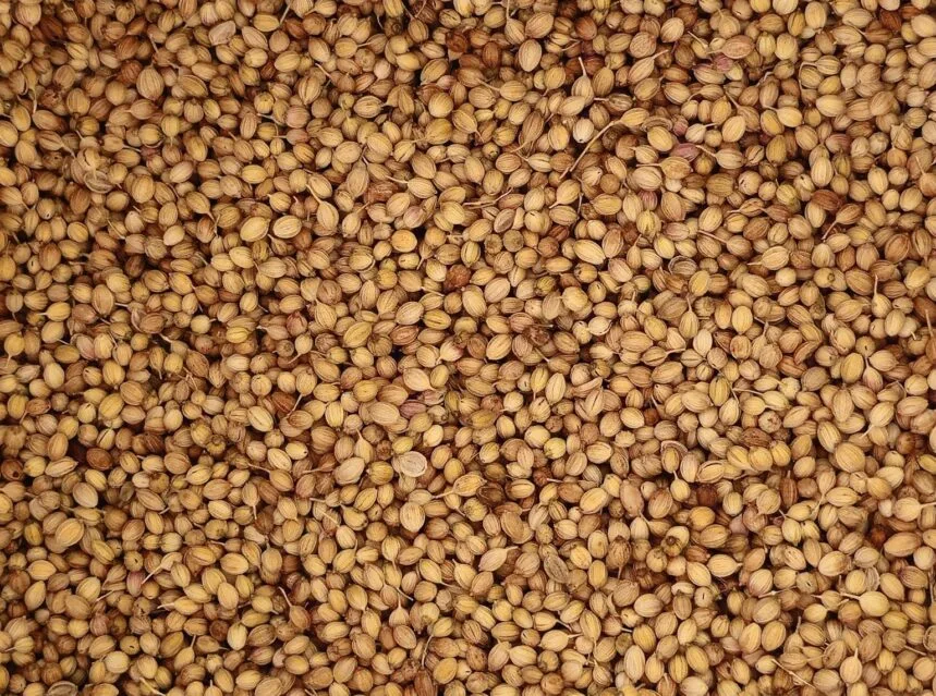 Close-up of dried seeds for storage