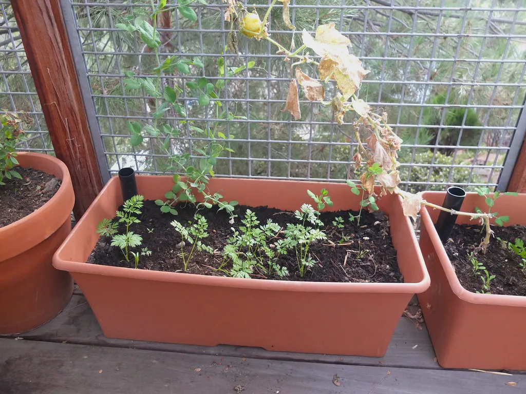 Self-watering planter troughs with seedlings and water-level indicator tubes.