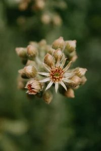 How to Grow Hens and Chicks