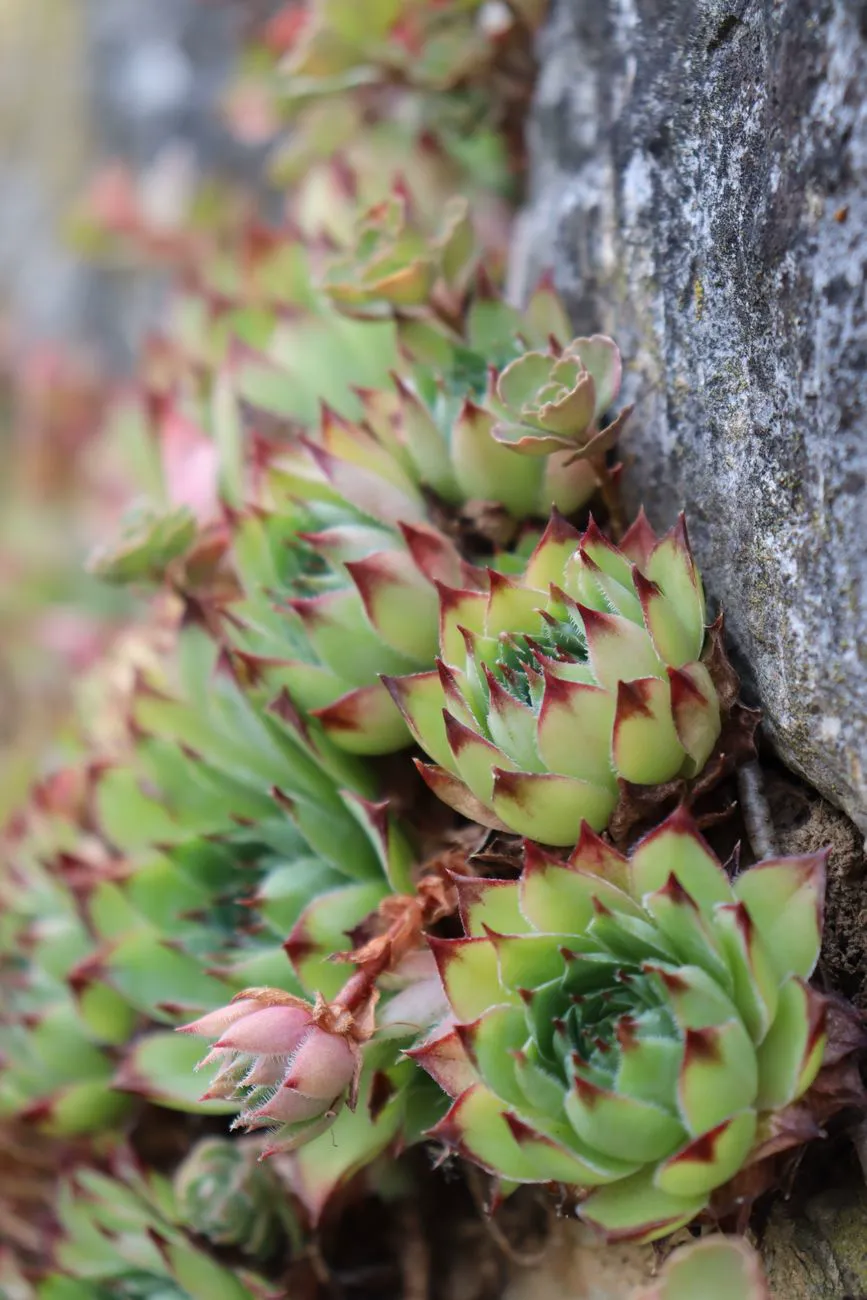 Rosettes growing between rocks showing the classic hens and chicks clustering habit.