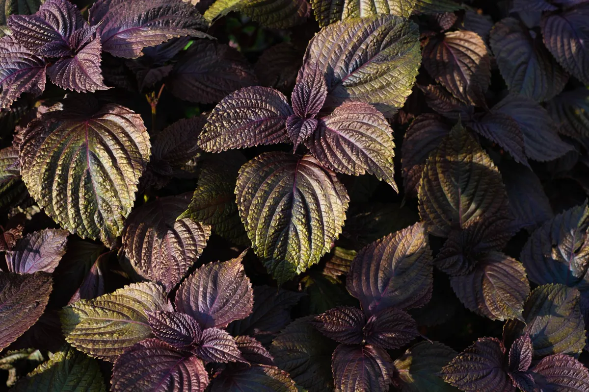 Close-up of purple Shiso leaves.