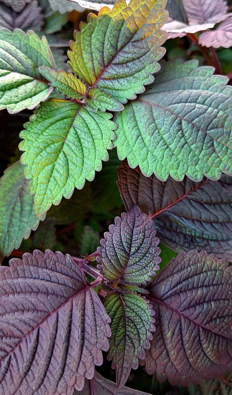 Shiso — close-up of green and purple perilla leaves.