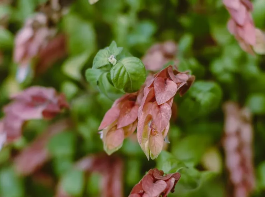 Drooping coppery-pink shrimp plant bracts overlapping like shrimp tails above green leaves