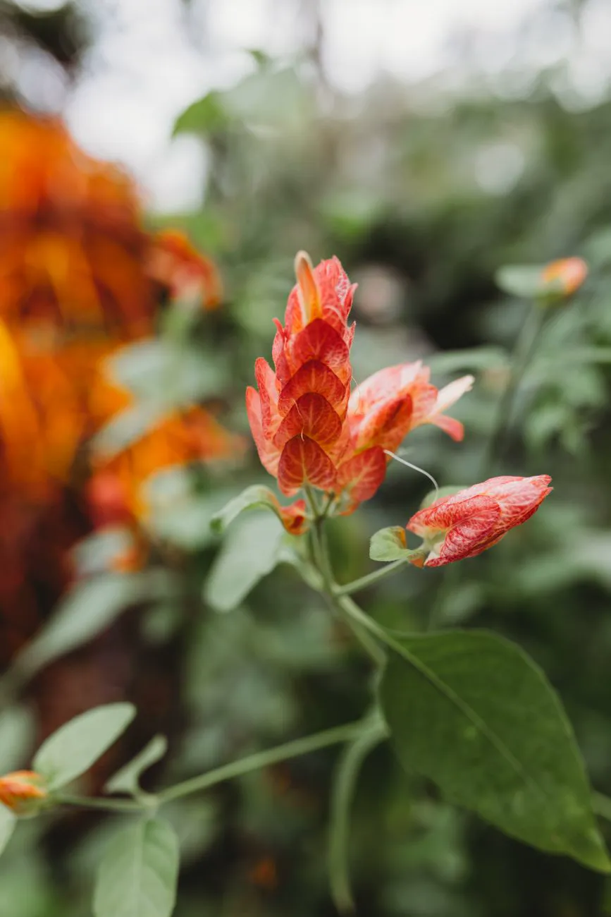 Red shrimp plant bract head curving like a prawn on its stem