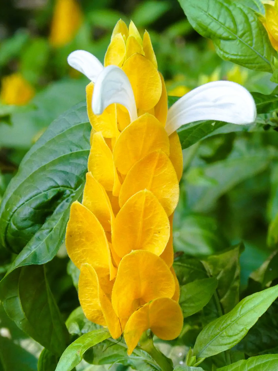 Golden shrimp plant cone with white flowers emerging