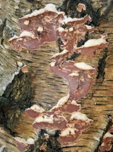 Silver Leaf Disease