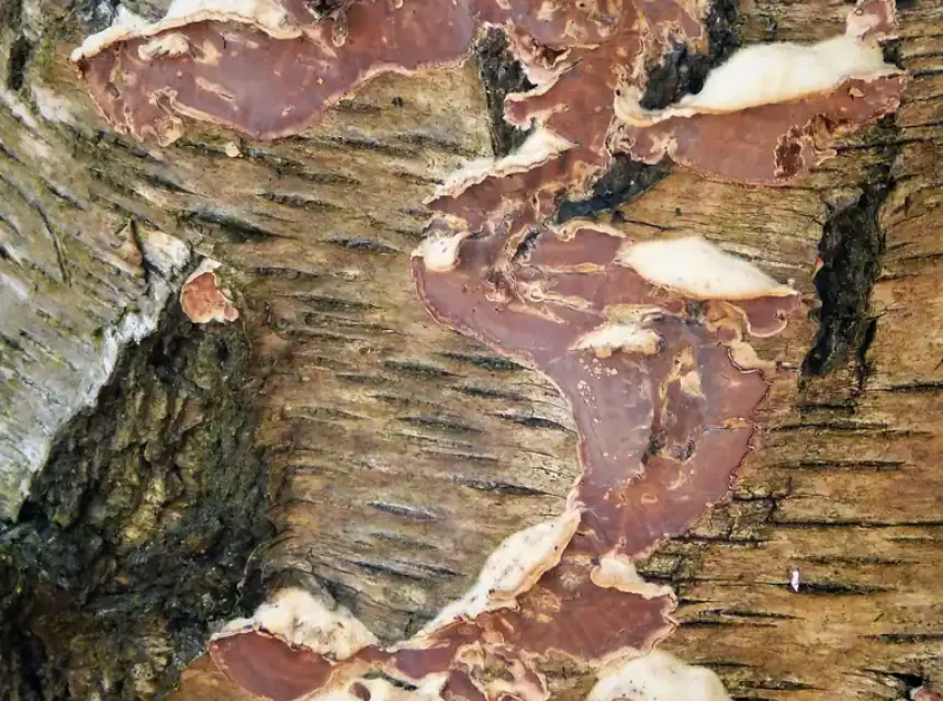 Purple-brown crusty brackets of silver leaf fungus spreading across pale peeling birch bark