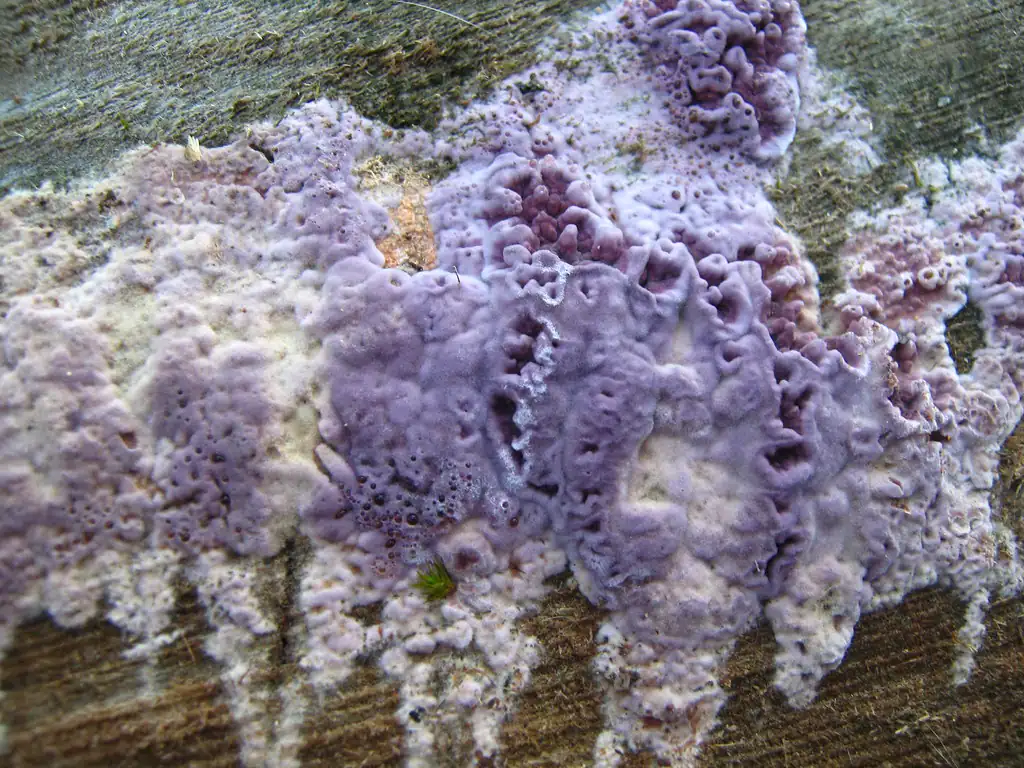 Vivid purple and lilac Chondrostereum purpureum resupinate growth spreading across dead wood
