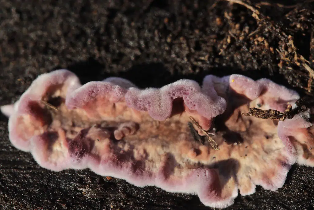 Pink and lilac wavy-edged Chondrostereum purpureum bracket on dead bark releasing spores