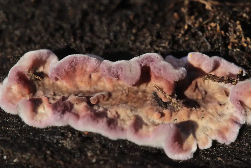Close-up of pink-purple fungal brackets with wavy edges on dead tree bark in outdoor setting