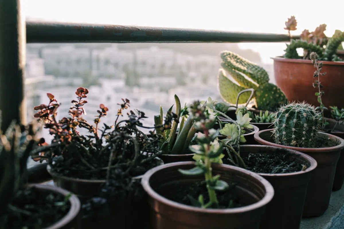 Small Space Gardening — A arrangement of succulents and cacti in pots.