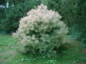 How to Grow Smoke Bush