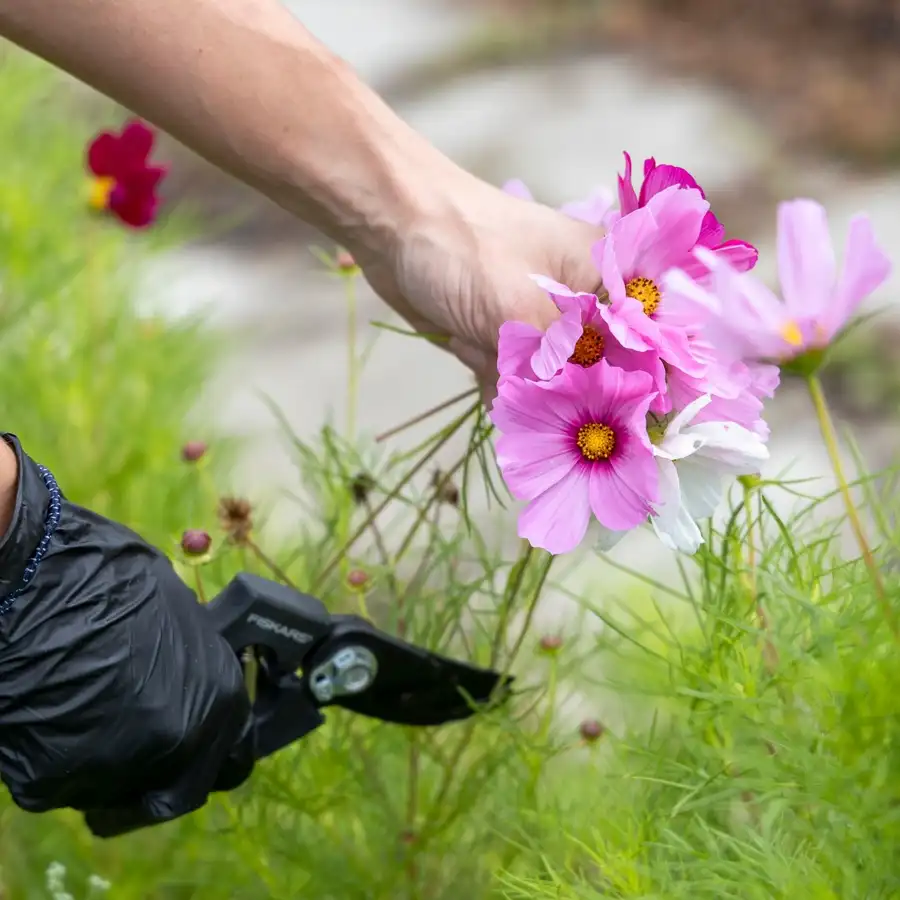 Snipping spent cosmos blooms with pruners while deadheading.