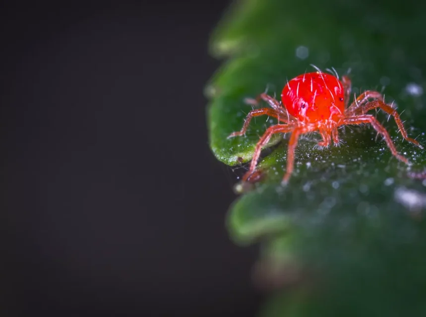 Spider mites
