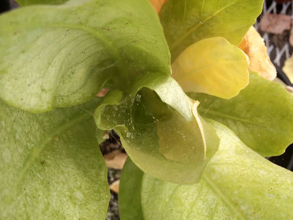 Fine webbing and pale stippling on a lettuce leaf caused by a mite infestation