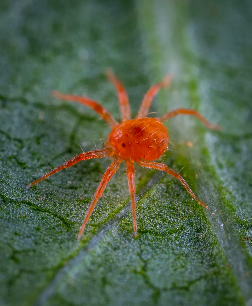 Macro image of a red spider mite crawling on a green leaf surface.