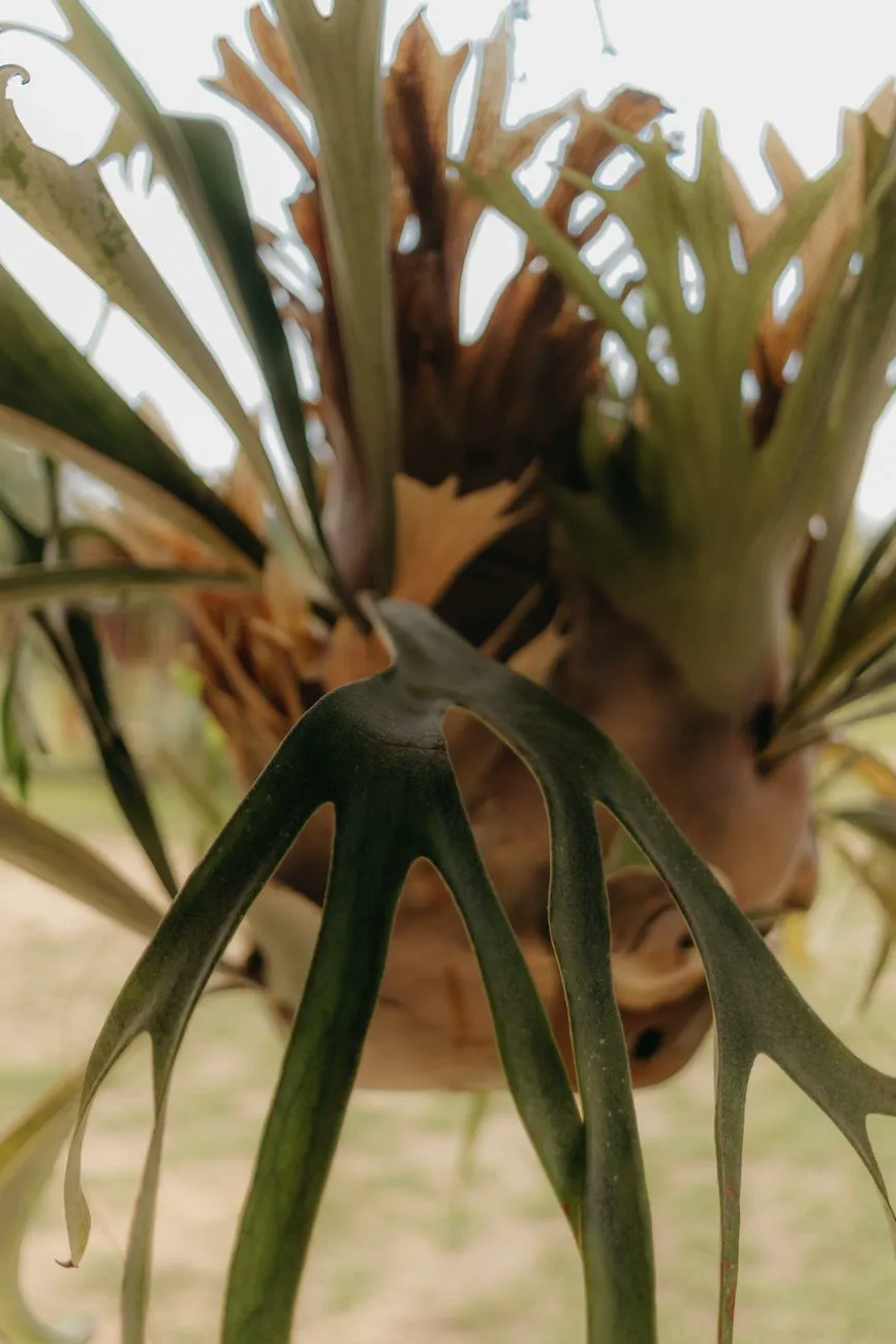 Close-up of a tropical staghorn fern with green leaves in selective focus.