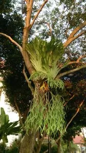 Staghorn Fern Care Guide