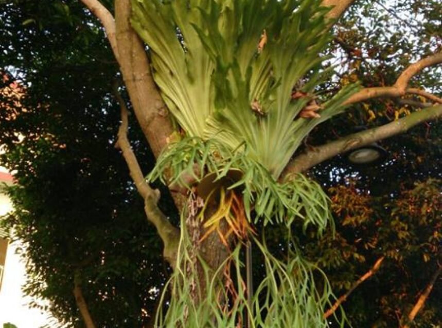 Staghorn Fern