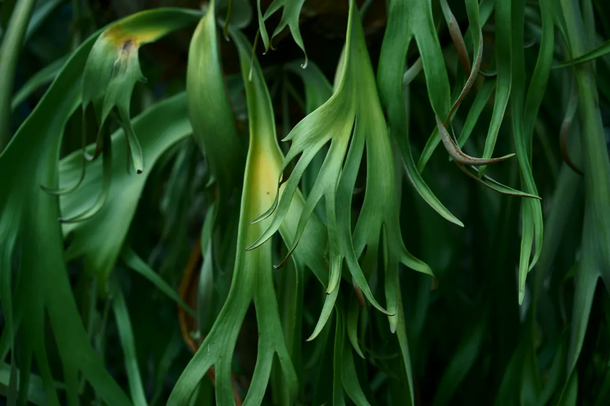 Detailed view of vibrant green staghorn fern leaves showcasing natural growth.