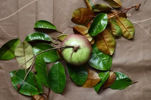 Star Apple
