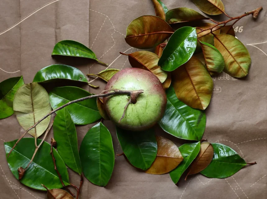 Green and purple star apple fruit laid on glossy leaves with bronze undersides