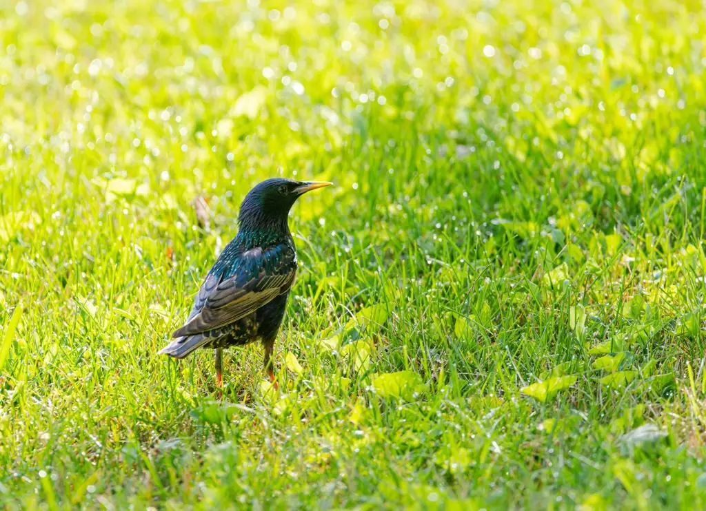 Starling patrolling a sunlit lawn for soil insects.